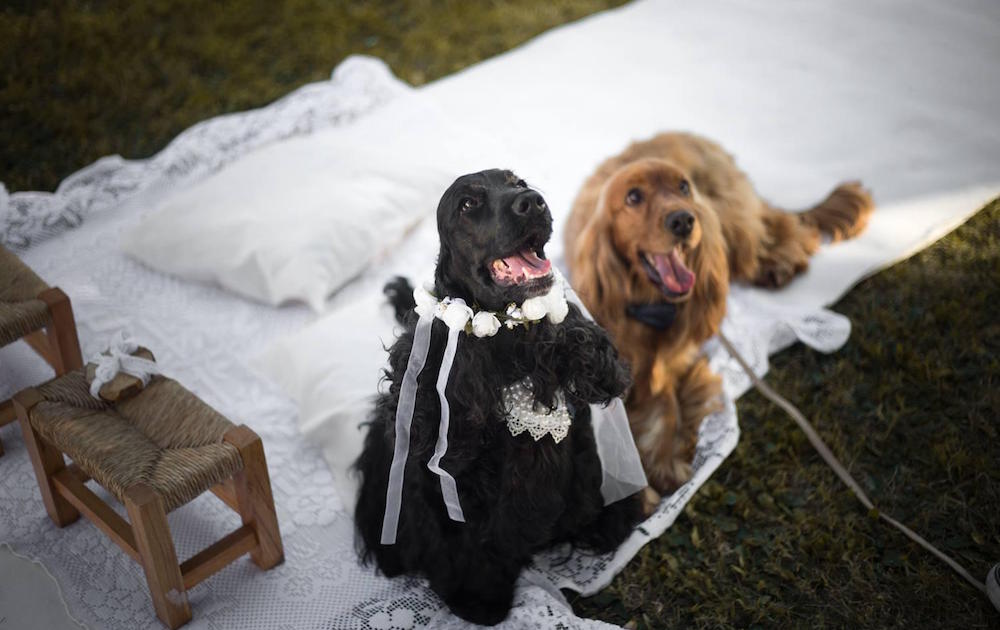 primo matrimonio tra cani